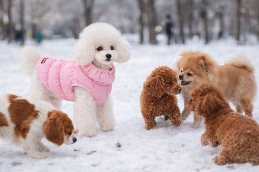 Haină de Iarnă Căptușită pentru Câini Mici – Vestă Călduroasă, Moale și Confortabilă Simpu Acasa